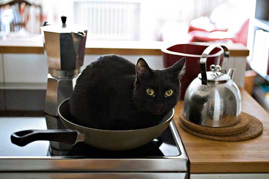 frying pan cat