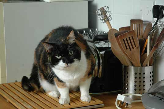 cutting board cat