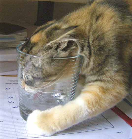 glass cat