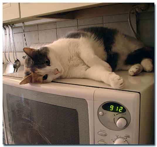 microwave cat