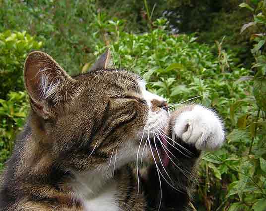 licking cat