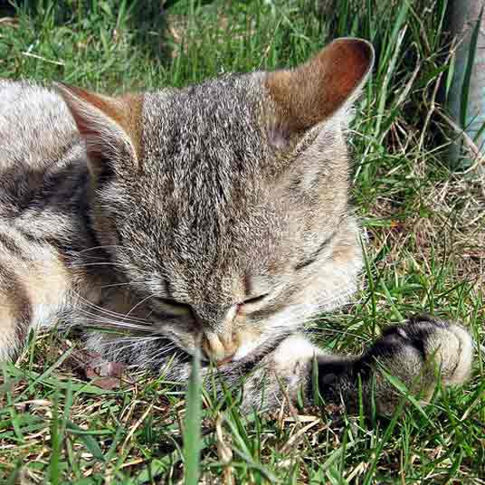 cleaning cat