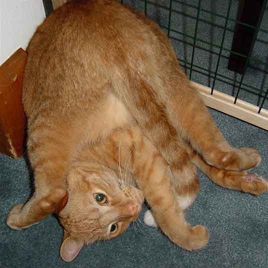 ginger cat