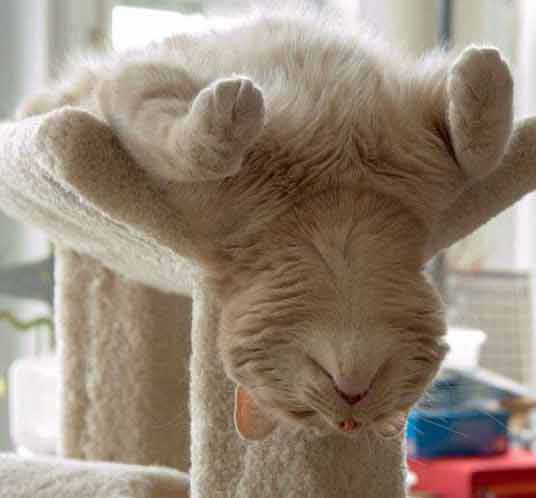 cat sleeping upside down