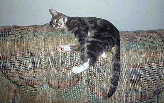 cat on couch