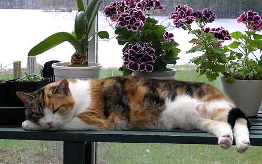 cat on bench