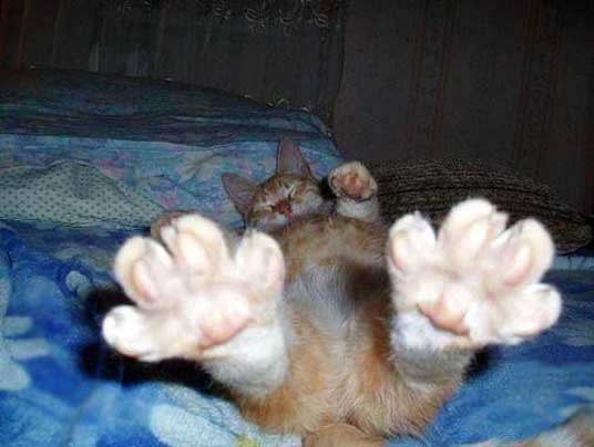 outstretched paws