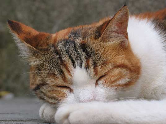 sleeping cat