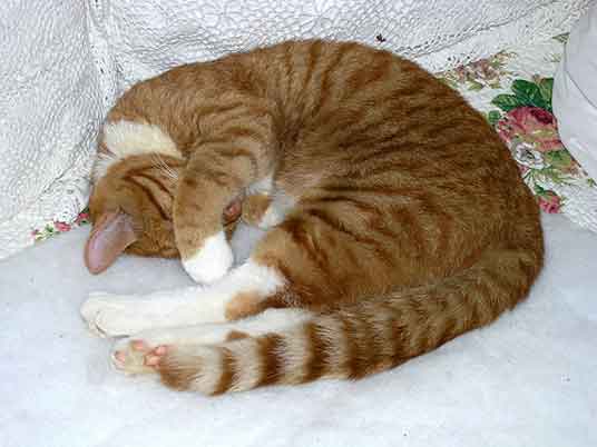 curled cat