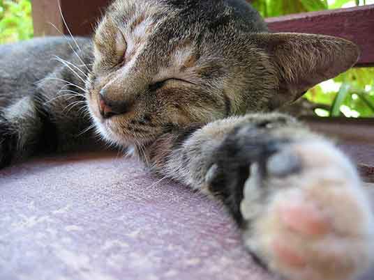 sleeping cat on paw