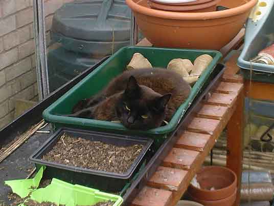 cat in seedling tray