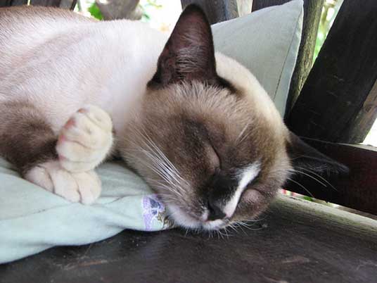 sleeping snowshoe