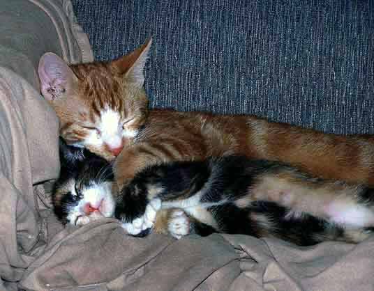 sleeping kittens