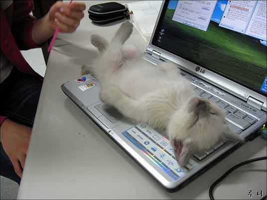 kitten on laptop