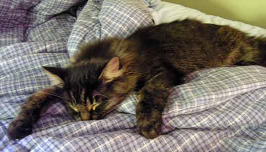 sleeping kitten
