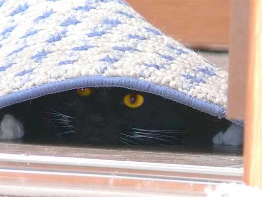 hiding cat