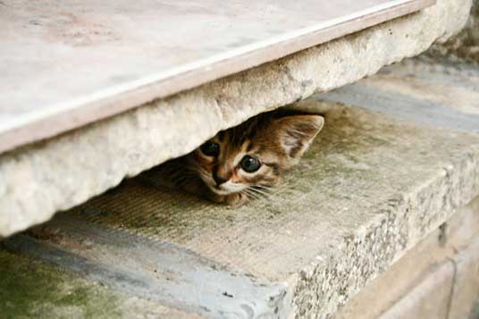hiding kitten