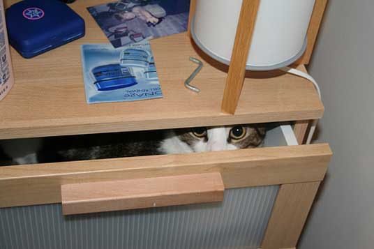 drawer cat