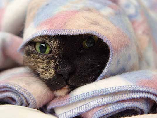 blanket peeking cat