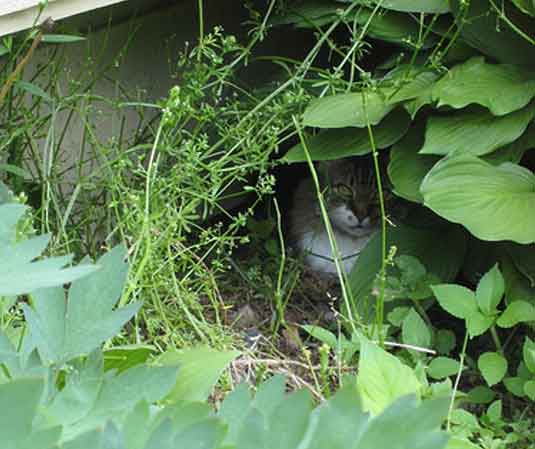 garden cat