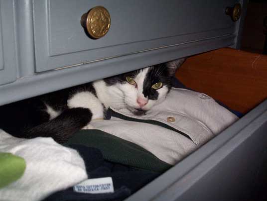 closet cat