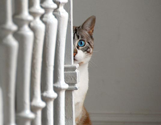 bannister cat