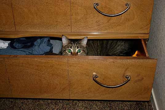 drawer cat