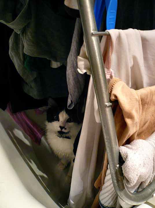 hiding cat