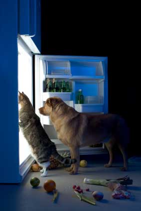 cat and dog at fridge