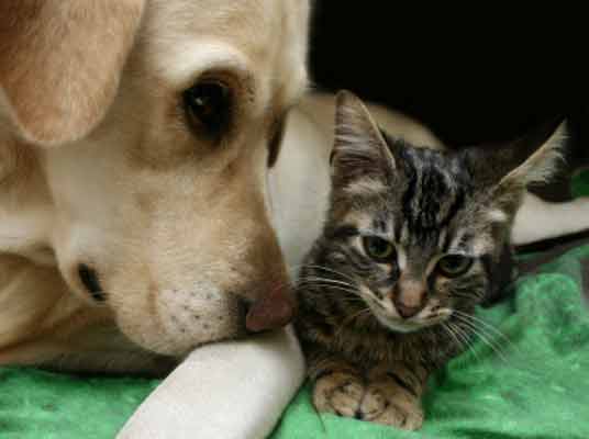 labrador with kitten