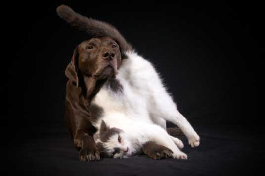 brown dog with cat