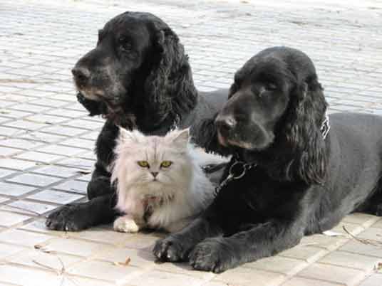 spaniels with cat