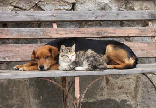 cat with dog on bench