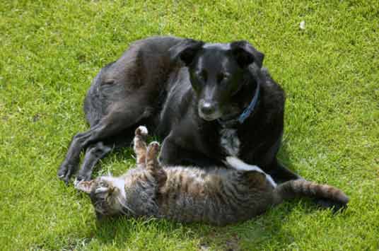 black dog with cat on back