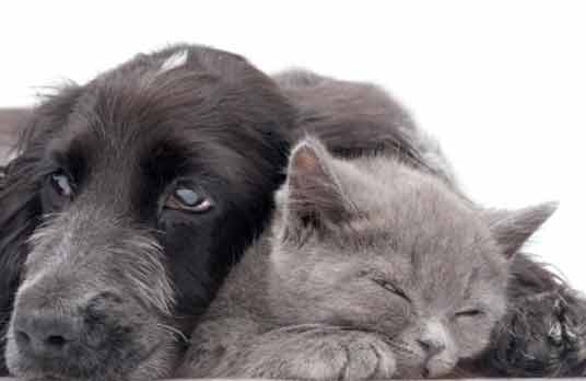 grey cat and dog