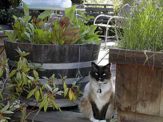 garden cat