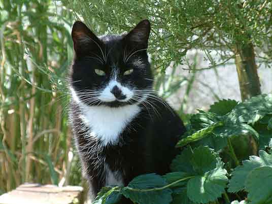 garden cat