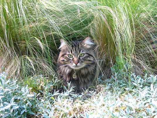 garden cat