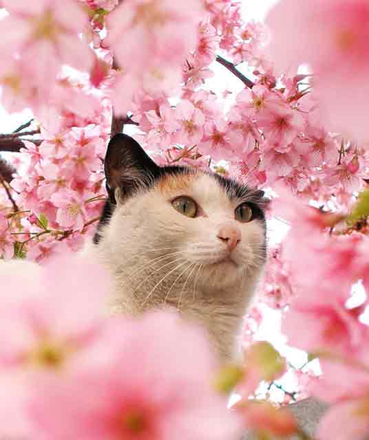 blossom cat