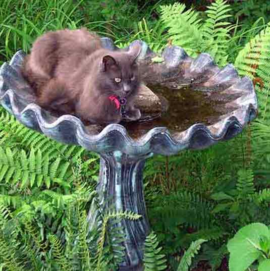 birdbath cat