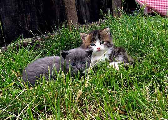 garden kittens