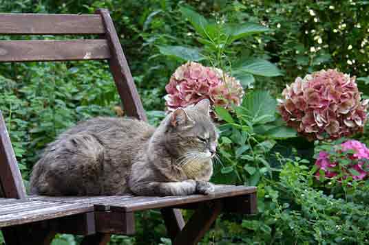 cat garden