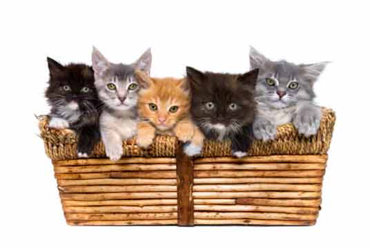 kittens in basket