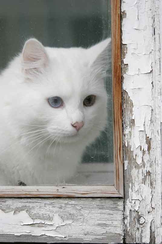 white cat