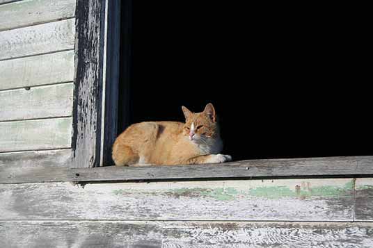 window cat