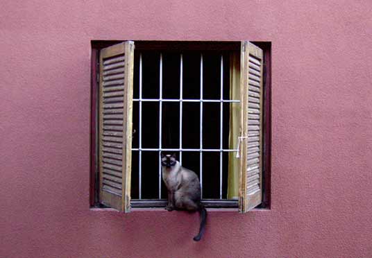 pink wall cat