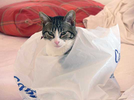 bag cat