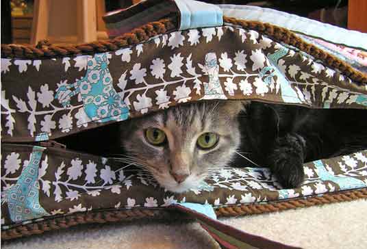 bag cat