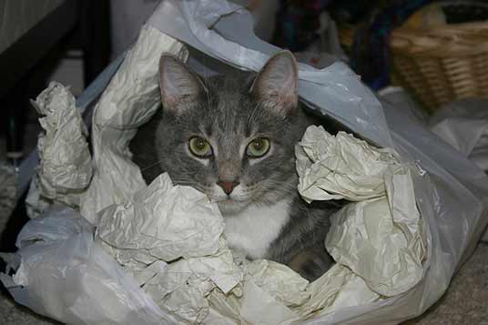 bagcat