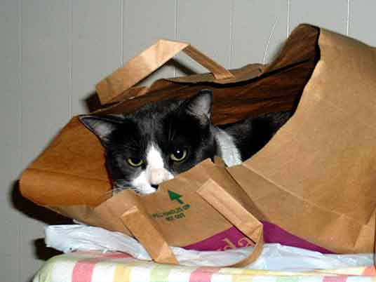 bag cat